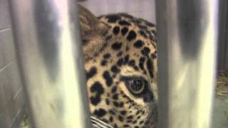 Exotic animals rescued in Ohio [upl. by Mis839]