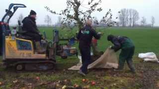 Fruitbomen rooien door loonbedrijfvankleefnl [upl. by Baggott]