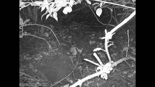 Japanese Field Mouse Forages for Food around the Sett of Japanese Badger Even at Rainy Night [upl. by Iong]