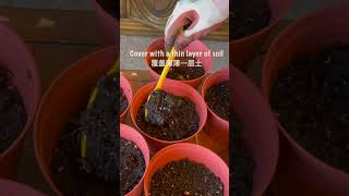 How grow Nasturtium from seeds [upl. by Demetria]