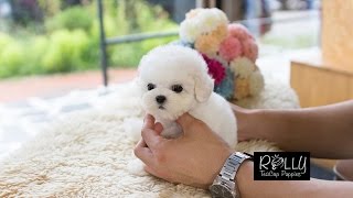 Real Teacup Bichon Living DOLL Mercy  Rolly Teacup Puppies [upl. by Esbensen]