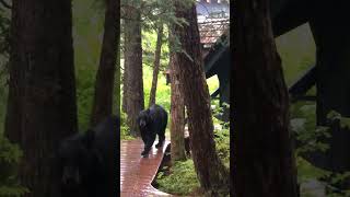 Bear Chased Up Tree By Dog [upl. by Weld]