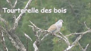 Tourterelle des bois roucoulement chant [upl. by Betsy789]