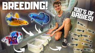 How to Breed Bettas in Tubs Super Easy [upl. by Atinod316]