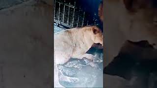 Lion milk Lioness giving birth to 5 cubs babies [upl. by Pals504]