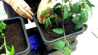 Growing Tomato with Autopot amp Boitabs  Step 3  Add the Biotab [upl. by Ofelia374]