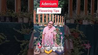 Adenium Flowering Tips adenium floweringplants [upl. by Aileek922]