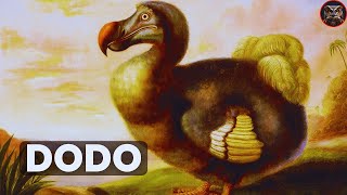 Dodo Bird A Tragic Tale of Extinction [upl. by Clancy642]