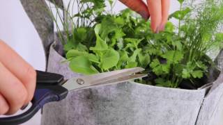 How to Harvest Parsley [upl. by Margalit133]