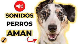 Sonidos Perros AMAN 🐶 Estimulacion para Perros [upl. by Nessa]