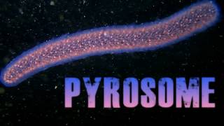 Pyrosome in Monterey Bay [upl. by Foskett]