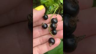 Blackcurrants are now ripe and ready for the taste test [upl. by Rustice]