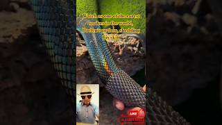 Watch as one of the rarest snakes in the world Boelen’s python shedding his skin shorts snake [upl. by Artied]