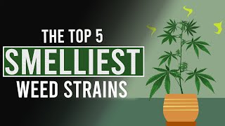 The 5 SMELLIEST CANNABIS Strains in the World [upl. by Ellierim667]