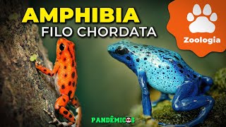 Filo Chordata Amphibia [upl. by Aholla30]