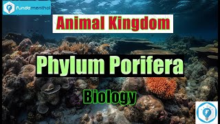 Phylum PORIFERA Sponges Animal KINGDOM ANIMALIA [upl. by Mcclimans]