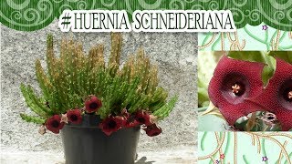 Suculentadodia  Huernia Schneideriana [upl. by Arodnap]