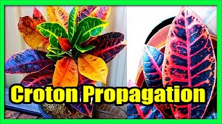 How to Grow Croton From Cuttings Propagate Croton From Stem Cutting [upl. by Halford]