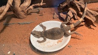 Chuckwalla Feeding [upl. by Tobias]