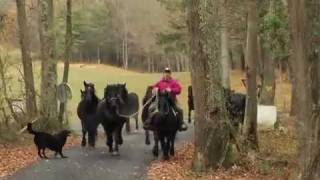 Merens HPS mini transhumance chez Christine et jean louis [upl. by Chiang]