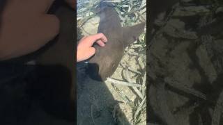 Petting baby nurse shark in the wild [upl. by Deraj]