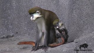 Baby RedTailed Guenon [upl. by Blossom576]