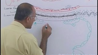 Function of Nephron in Kidney  Regulation of GFR  Renal System Physiology [upl. by Wyatt]