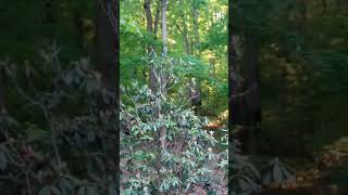 Tufted Titmouse singing [upl. by Anaerol243]