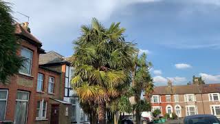 Tall Trachycarpus Fortunei in London [upl. by Hpsoj]