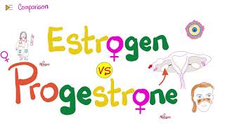 Estrogen amp Progesterone  Source Metabolism Structure amp Function [upl. by Laenej]