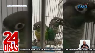 DENR  Di critically endangered ang green cheeked conure parakeet kailangan ng permit  24 Oras [upl. by Gregoire556]