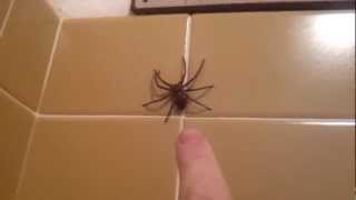 Huntsman Spider Jumps [upl. by Tutto]