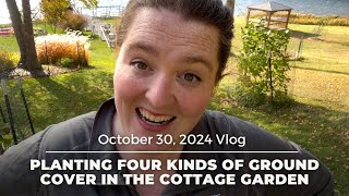 Planting Four Kinds of Ground Cover in the Cottage Garden [upl. by Ahsonek]