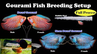 How to Breed Dwarf Gourami fish  Neon Gourami fish  LIVE AQUARIUM [upl. by Enomor]