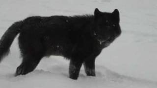 Romeo the Wolf at Mendenhal Glacier Juneau Alaska [upl. by Kenway201]