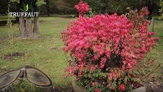 Le Fusain ailé euonymus alatus compactus  Truffaut [upl. by Friedlander]