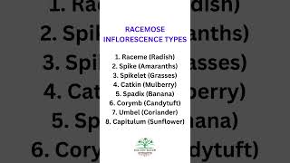 Types of Racemose Inflorescence and their examples biologybloom [upl. by Reinhart]