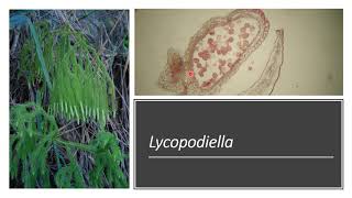 Subclasse Lycopodiidae [upl. by Eteragram514]