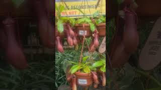 Nepenthes AlataBekerplant ต้นหม้อข้าวหม้อแกงเป็นพืชกินสัตว์ nature shorts [upl. by Orren501]