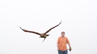 An Introduction to Falconry [upl. by Courcy132]