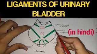 Urinary Bladder  3  Ligaments of Urinary Bladder [upl. by Batholomew836]