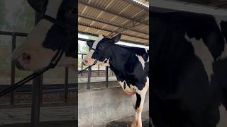 Milk Teeth Beauty Cow  Daily New Update of Livestock subscribe Chopradairyfarm Breed 7009645902 [upl. by Jorgan]