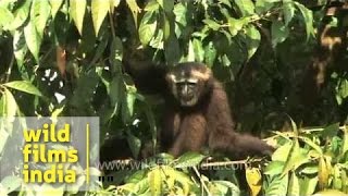 Noisy Hoolock gibbons from Nagaland [upl. by Fagaly]