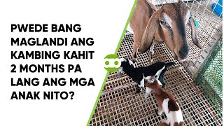 Pwede Bang Maglandi ang Kambing Kahit 2 Months Pa Lang ang mga Anak Nito [upl. by Rednazxela]