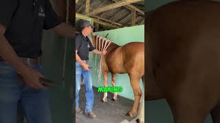 His Horses Hair Helps Cancer Patients [upl. by Kylen]