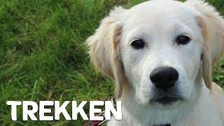 Hoe leer ik mijn hond niet te trekken tijdens het wandelen  Vrienden der Blinden [upl. by Martguerita]