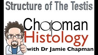 3 Minute Histology  Structure of the Testis [upl. by Tiraj380]