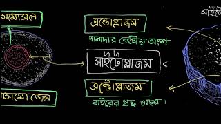 Cytoplasm সাইটোপ্লাজম [upl. by Babb]