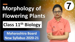 Morphology of Flowering Plants Class 11th Biology Part 7 [upl. by Assiram]