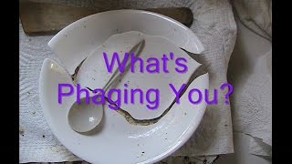 Whats Phaging You [upl. by Akerley]